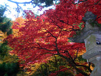 大雄山の紅葉