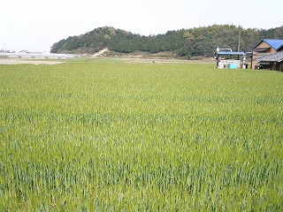 21・麦畑.jpg