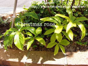 Christmasrose1.jpg