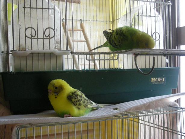 インコちゃんズ、マッタリしてます3