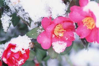 雪と花