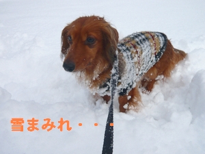 雪まみれチャム.jpg