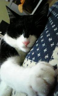 おやすみなさ～い