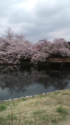 名水桜公園