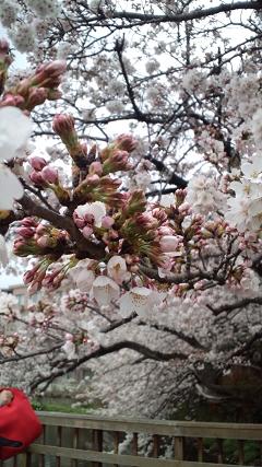 蕾もありました