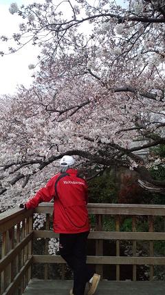 カワセミ、いるかな～