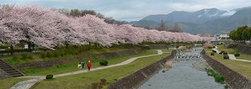 市観光案内今日の桜ページより