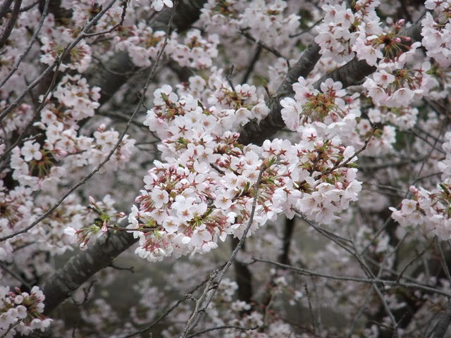 桜