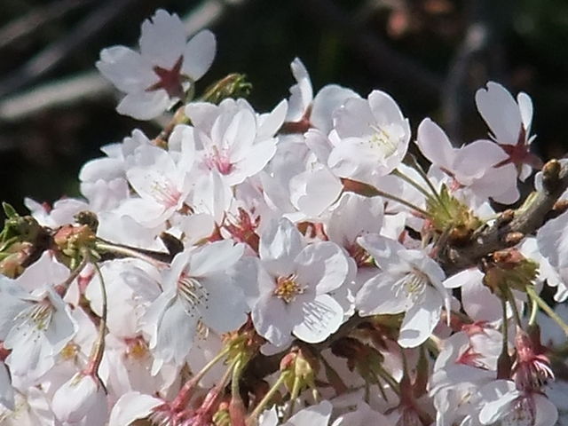 桜