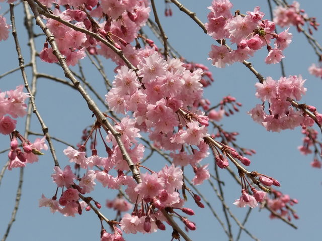 桜