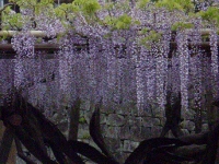 P4290193 (200x150).jpg