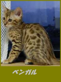 ベンガル.jpg