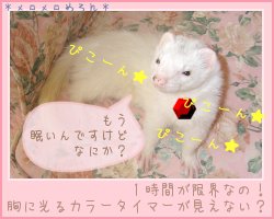 キャンディタイマー.jpg