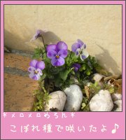 ビオラ.jpg