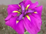 菖蒲６
