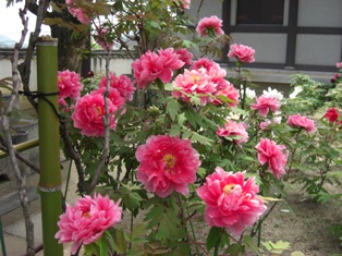 CIMG0074.JPG