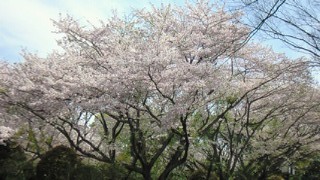 花見.jpg