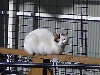 cat