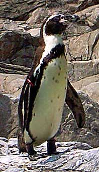 20100702penguin.jpg