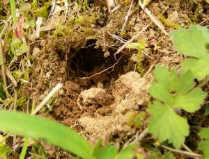 ハタネズミの掘った穴
