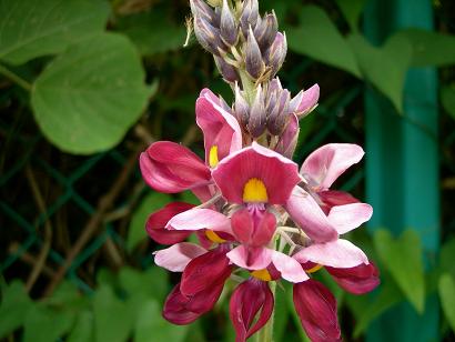 おいしい匂いの花 房総の片隅に佇むものの詩 楽天ブログ