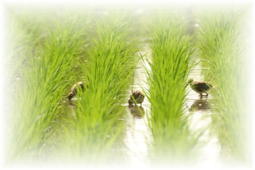 IMG_9941 タマシギの雛.jpg