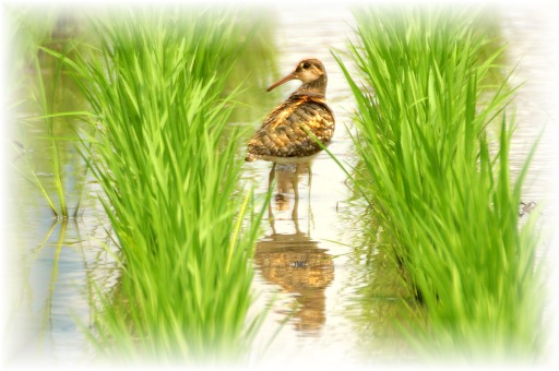 IMG_9841 タマシギ.JPG