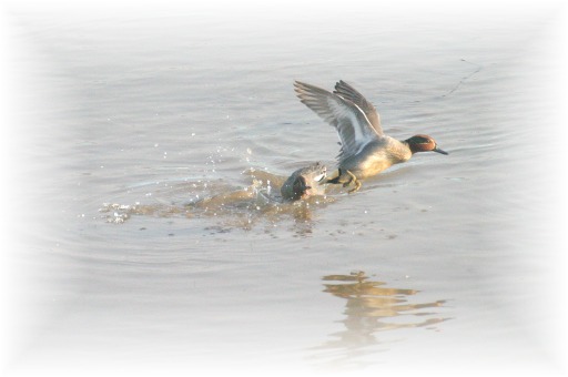 IMG_7975 コガモ.jpg