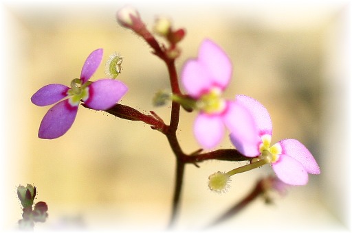 _MG_0458 ムシタタキ.JPG