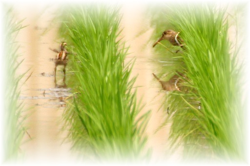 IMG_9762 雛の羽ばたき.JPG