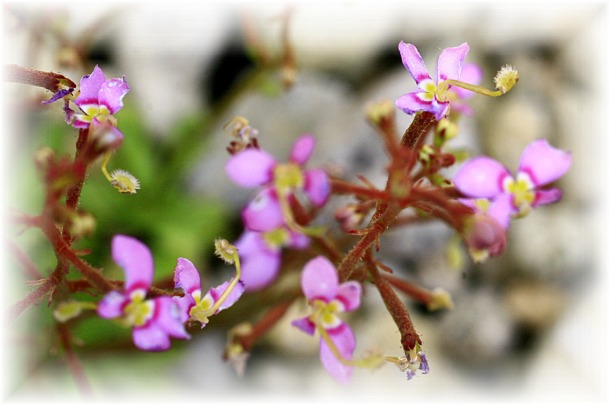 _MG_0462 ムシタタキ.JPG