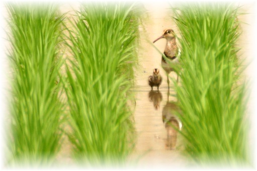 IMG_9796 親子タマシギ.JPG