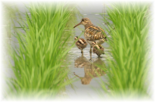 IMG_9884 タマシギ雛.JPG