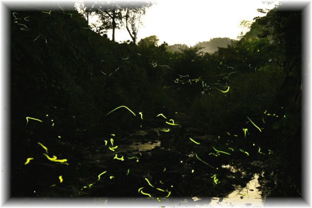 _MG_4477 明日香 蛍.JPG