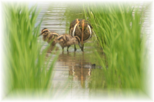 IMG_9850 タマシギ.JPG