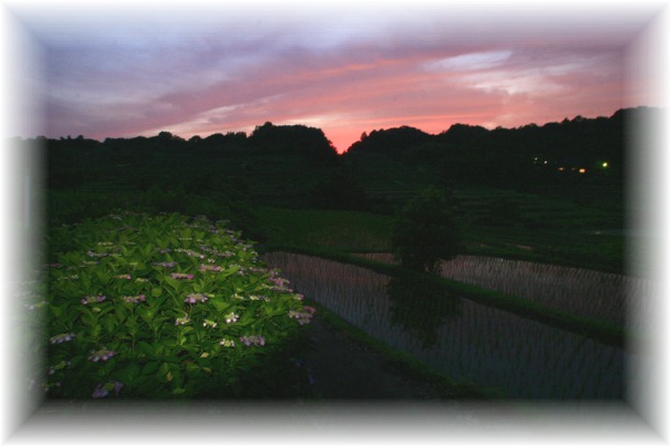 _MG_9879 紫陽花 小焼け.jpg