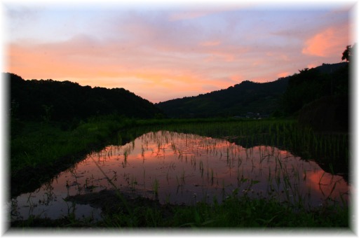 _MG_9846 水田鏡.jpg