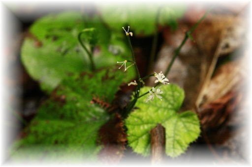 _MG_8519 セリバオウリン.JPG