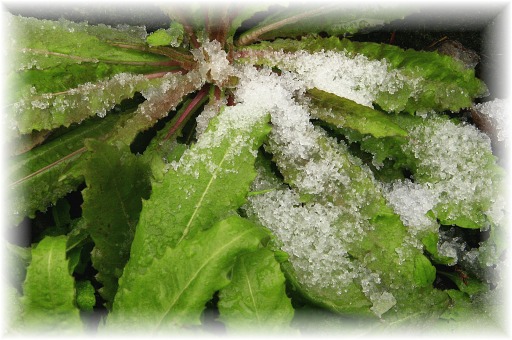 _MG_8534 シャーベット.JPG