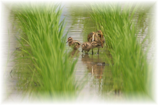 IMG_9851 タマシギ雛.JPG