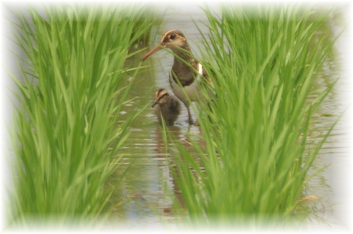 IMG_9821 親子 タマシギ.JPG