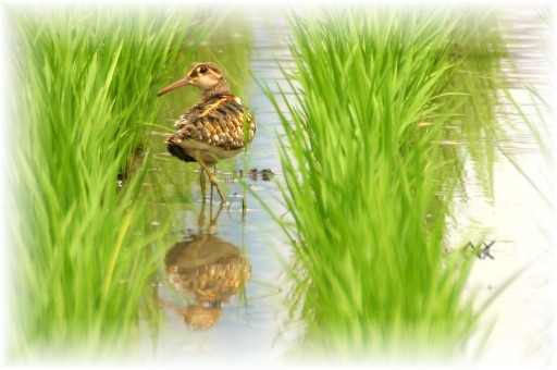 IMG_9867 タマシギ.JPG