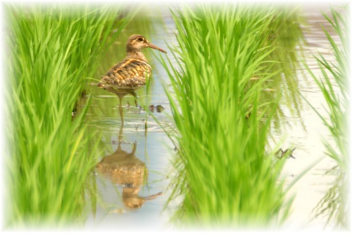 IMG_9861 タマシギ.JPG