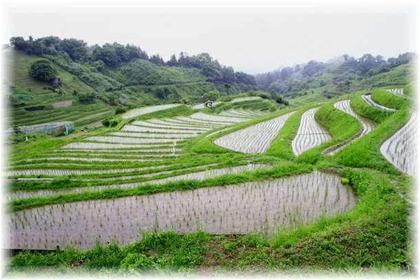 _MG_9726　棚田.jpg