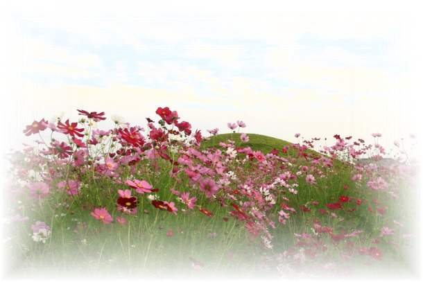 _MG_2050 藤木古墳　コスモス.jpg