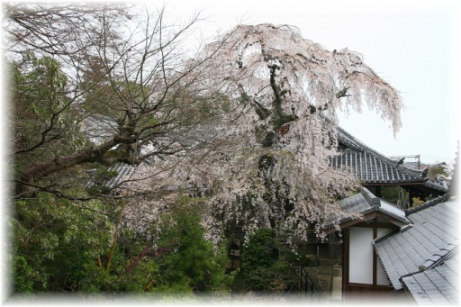 _MG_4309 枝垂れ桜　護念院.jpg