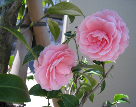 魅惑のお花　その２