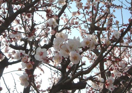 咲きほこるウメ。。。(´▽｀*)