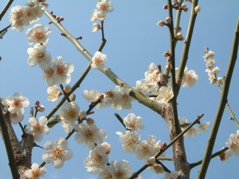 公園のウメ～　(´▽｀*)