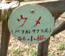 小梅さんの名札。。。(´▽｀*)